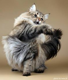 a cat is standing on its hind legs