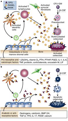 Osteoclasti e osteoblasti Structure Of Bone, Medical Laboratory Science Student, Cellular Structure, Medical Laboratory Science, Medical Laboratory, Laboratory Science, Bone Marrow, Vitamin D3, Matrix