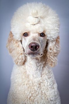 a white poodle is looking at the camera while it's in front of a gray background