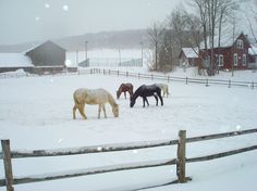 four horses are grazing in the snow near a fence and barn on a snowy day