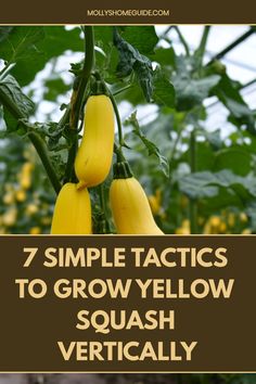 yellow squash growing on the vine with text overlay that reads 7 simple tactics to grow yellow squash vertically