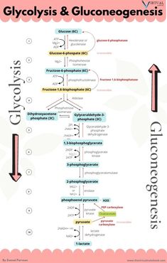 the glycohysis and gluonogenes flow diagram