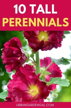 red flowers with text overlay that reads 10 tall perennials