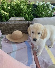 a small white dog standing on top of a bed next to a basket and hat