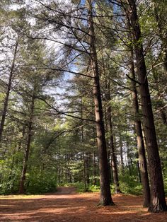 a dirt path in the middle of a forest