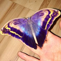 a purple and yellow butterfly sitting on top of a persons hand in front of a wooden floor