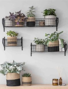 three metal shelves with plants on them and one shelf holding potted plants in it