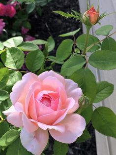 a pink rose is blooming in the garden