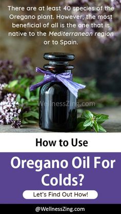 You may use Oregano oil for colds in two ways. Note that this oil is quite strong in its taste, and may need dilution prior to consumption. #Cold #OreganoOil #EssentialOils #OreganoEssentialOil #OreganoOilForColds #EssentialOil Oregano Oil For Colds, Oregano Oil Benefits, Oregano Plant, Fruit Recipes Healthy, Oregano Essential Oil, Essential Oils For Colds, Allergy Remedies, Immune System Boosters, Oregano Oil