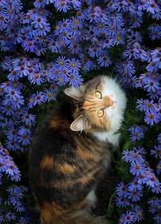 a cat sitting in the middle of purple flowers looking up at it's face