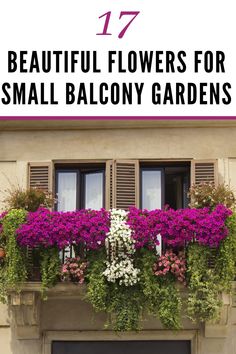 an image of beautiful flowers for small balcony gardens