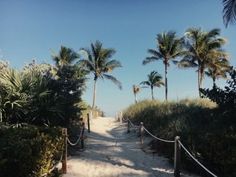 the path to the beach is lined with palm trees