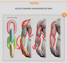 an image of the arm and wrist muscles