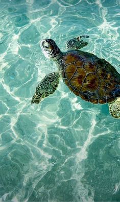 a sea turtle swimming in the clear blue water