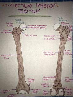 an image of a diagram of the structure of a long bone and its major parts