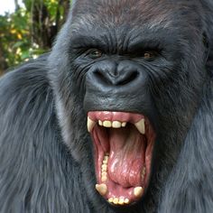 a gorilla with its mouth open and it's teeth wide open, showing the fangs