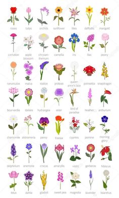 the different types of flowers are shown in this image, and each flower has its own name