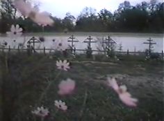 some pink flowers are in the grass near a fence and water with crosses on it