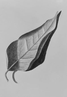 a pencil drawing of a single leaf