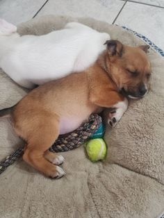 a small dog sleeping on top of a pet bed next to a tennis ball and toy