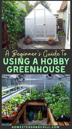 a beginner's guide to using a hobby greenhouse for growing vegetables and herbs