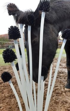 a black horse eating grass from a white plastic container on top of the dirt covered ground