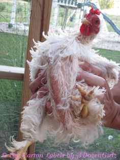 a person holding a chicken in their hand