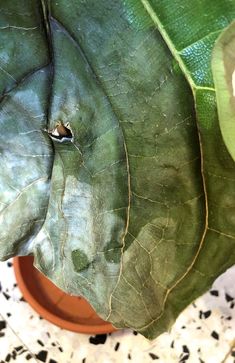 an elephant's head is seen through the leaves of a plant