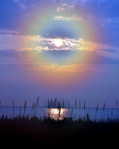 the sun is setting over the ocean with tall grass in foreground and blue sky