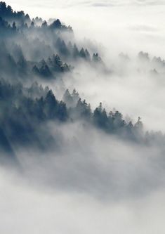 an aerial view of trees in the fog