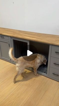 a dog is standing in an open cabinet