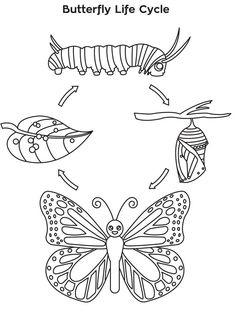 the butterfly life cycle coloring sheet is shown in black and white, with three butterflies on each