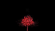 Tokyo Ghoul Red Spider Lily, Tokyo Ghoul Flower, Lily Wallpaper, Red Spider Lily, Red And Black Wallpaper, Dark Red Wallpaper, Tokyo Ghoul Wallpapers, Desktop Wallpaper Art, 다크 판타지