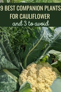 cauliflower growing in the garden with text overlay saying 9 best companion plants for cauliflower and 3 to avoid