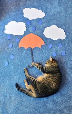 a cat laying on the ground with an umbrella