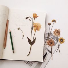 an open book with dried flowers and pencils on it next to a drawing pad