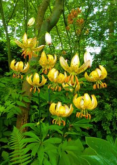 yellow flowers are blooming in the forest