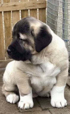 a puppy sitting on the ground next to a fence