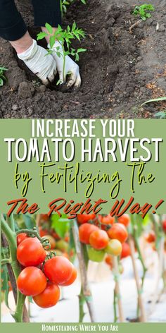 tomatoes growing in the garden with text overlay that reads increase your tomato harvest by fertiting the seeds