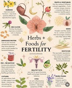 Foods For Fertility, Herbs For Fertility, Womb Healing, Magia Das Ervas, Fertility Health, Medical Herbs, Improve Fertility, Magic Herbs, Feminine Health