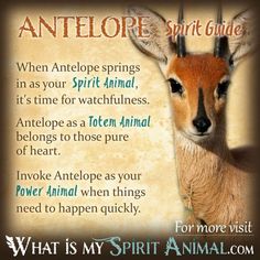 an antelope spirit guide with the words, what is my spirit animal?