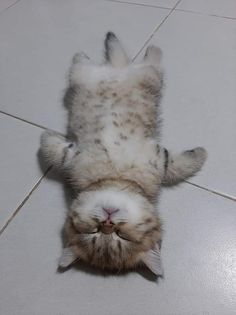 a cat laying on its back on the floor