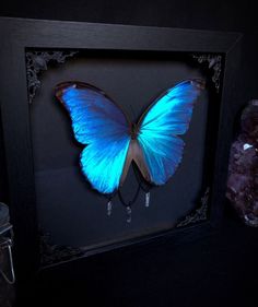 a blue butterfly is in a black frame