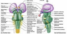 an image of the anatomy of the human body with labels on each side and text below