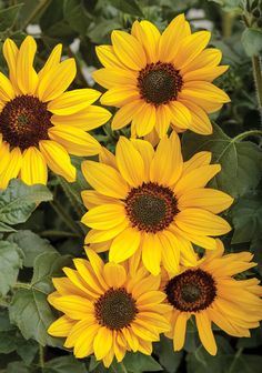 several yellow sunflowers with green leaves in the background