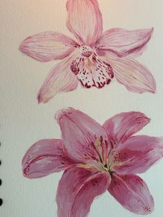 two pink flowers are shown in this drawing