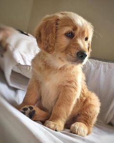 a brown puppy sitting on top of a bed