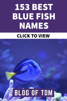 blue fish in an aquarium with text overlay that reads, best blue fish names click to view