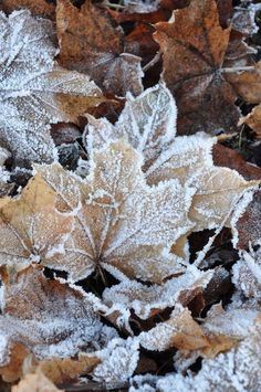 Living Room Murals, Cone Trees, Winter Frost, Abstract Pictures, Artificial Leaf, Winter Wood, Airbrush Art, Winter Beauty