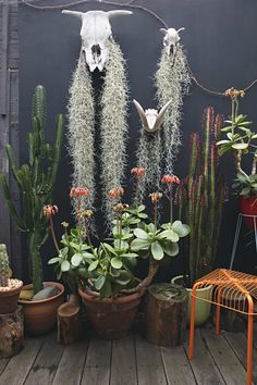 plants and skulls are hanging on the wall in front of a wooden flooring area